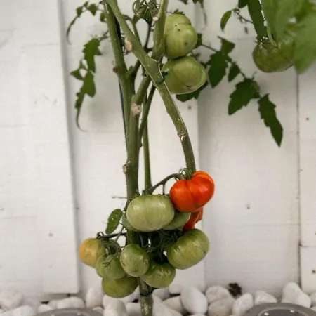 Cinta, Piscine Chauffee, 5 Min De La *