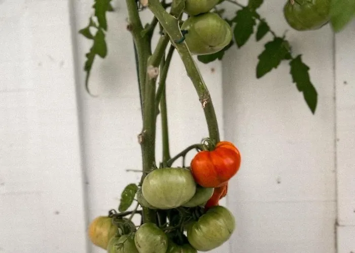 Cinta, Piscine Chauffee, 5 Min De La *